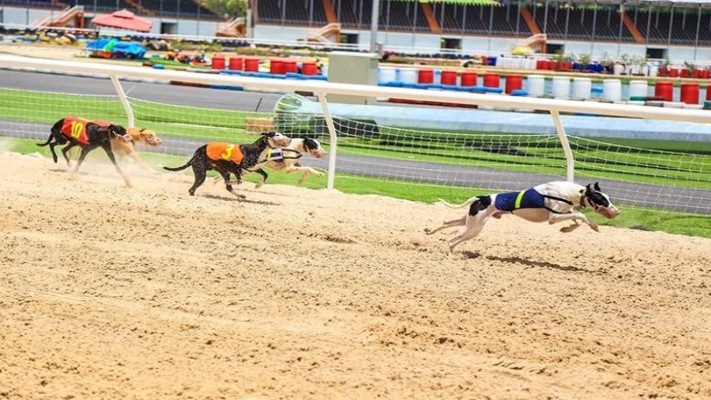 Tương tự như đua ngựa, cá cược đua chó là một loại thể thao sử dụng các chú chó